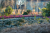 Wintergarten in Wakehurst mit Heidekraut und Birken