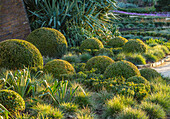 Buchsbaumkugeln und Palmlilien (Yucca filamentosa) entlang eines Pfades im Wintergarten