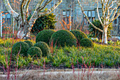 Buchsbaumkugeln und Birken im Wintergarten, Sussex
