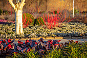 Wintergarten mit Bergenien, Hartriegel (Cornus 'Midwinter Fire') und Winterheide