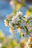 Weiße Blüten des Seidelbasts (Daphne bholua) im Wintergarten