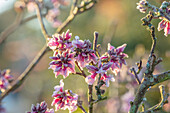 Blüten des Seidelbasts (Daphne bholua var. glacialis) im Wintergarten
