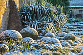 Schneebedeckte Buchsbaumkugeln und Palmlilien (Yucca filamentosa) im Wintergarten