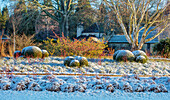 Verschneiter Wintergarten mit Buchsbaumkugeln und Birken in Sussex