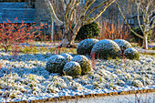 Schneebedeckte Buchsbaumkugeln (Buxus) und Birken im winterlichen Garten von Wakehurst