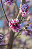 Seidelbast (Daphne bholua var. glacialis) im Wintergarten, rosa Blüten