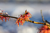 Blüten der Zaubernuss (Hamamelis x intermedia 'Jelena') im Wintergarten