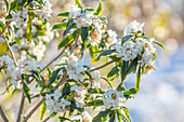 Seidelbast (Daphne bholua) mit weißen Blüten im Wintergarten