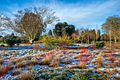 Wintergarten in Wakehurst mit Schnee, Birken und gelbem Hamamelis