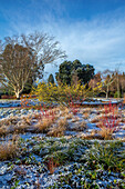Verschneiter Wintergarten mit Zaubernuss (Hamamelis x intermedia 'Pallida') und Birken in Sussex