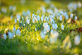 Schneeglöckchen (Galanthus) im Winter auf einer Wiese