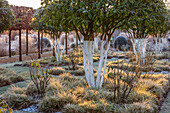 Frostiger Garten mit weiß bemalten Duftblüten (Osmanthus) im Winter