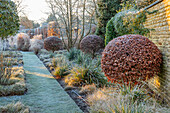 Winterlicher Garten mit gefrosteten Buchsbaumkugeln und Ziergräsern entlang eines Weges