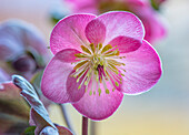 Christrose (Helleborus) 'Cheryl's Shine' mit rosa Blüten