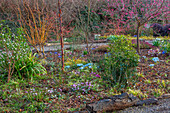 Wintergartenbeet mit blühendem Japanischen Aprikosenbaum (Prunus mume 'Beni Chidori') und Iris 'Katharine Hodgkin' im Picton Garden, Worcestershire