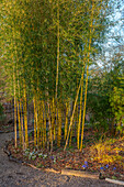 Bambus (Chusquea gigantea) an schattigen Gartenweg, Worcestershire