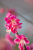 Japanische Aprikose (Prunus mume 'Beni-chidori') im Garten