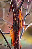 Abblätternde Rinde der Himalaya-Birke (Betula utilis) im Wintergarten