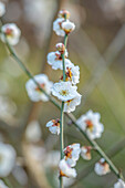 Weiße Blüten der Japanischen Aprikose (Prunus mume) im Detail