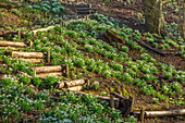 Pfad mit Holzstämmen zwischen Schneeglöckchen (Galanthus) im winterlichen Waldstück