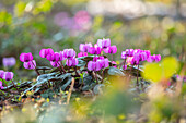 Alpenveilchen (Cyclamen coum) im Vorfrühling im Garten