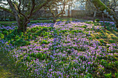 Krokuswiese (Crocus tommasinianus) im Februar unter Obstbäumen im Garten