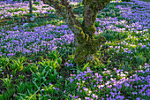 Blühende Krokusse (Crocus tommasinianus) im Garten im Februar