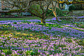 Krokuswiese (Crocus tommasinianus) im Februar unter Obstbäumen im Garten