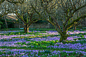 Krokuswiese (Crocus tommasinianus) im Februar unter Obstbäumen im Garten