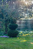 Garten im Frühjahr mit Buchsbaum, Schneeglöckchen und Krokus