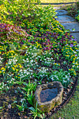Verschlungener Gartenweg mit Schneeglöckchen (Galanthus) und Winterlingen (Eranthis hyemalis)