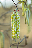 Korkenzieher-Hasel (Corylus avellana 'Contorta') im Februar im Garten