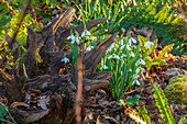 Schneeglöckchen (Galanthus) neben altem Wurzelstock im Schatten des Gartens im Februar