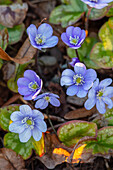 Leberblümchen (Hepatica nobilis var. pyrenaica) im Februar im Garten