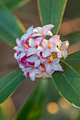 Duftender Seidelbast (Daphne odora 'Aureomarginata') mit rosa-weißen Blüten im Februar