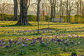 Krokuswiese im Park mit Holzbank bei Sonnenaufgang im Februar