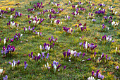 Krokuswiese (Crocus) im Parkland bei Sonnenaufgang im Februar