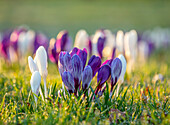 Krokusse (Crocus 'Pickwick', 'Flower Record' und 'Joan of Arc') auf einer Frühlingswiese