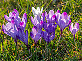 Weiße und violette Krokusse (Crocus) im Februar