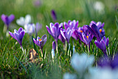 Lilafarbene und weiße Krokusse (Crocus) in einem Park im Februar