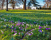 Krokusse (Crocus) in Lila und Weiß auf einer Wiese im Februar
