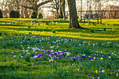 Weiße und violette Krokusse (Crocus) im Park von Morton Hall im Februar