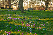 Krokuswiese mit lilafarbenen und weißen Blüten im Februar, Parkbank im Hintergrund