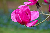 Magnolie (Magnolia) 'Felix Jury' im Frühlingsgarten