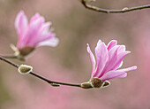 Magnolie (Magnolia x loebneri) 'Leonard Messel' in Blüte