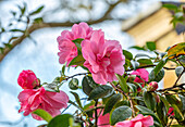 Rosa Blüten der Kamelie (Camellia)
