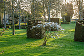 Stern-Magnolie (Magnolia stellata) im Frühlingsgarten