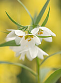 Kleine Kaiserkrone (Fritillaria bucharica) im Frühling