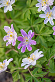 Anemone nemorosa 'Westwell Pink' im Frühlingsgarten