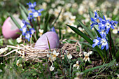 Schneeglanz mit Osterei in Nest 